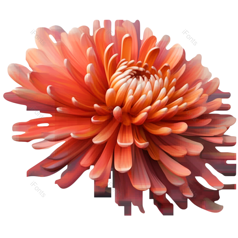 节日图片,元素元素,菊花PNG,秋天免抠素材